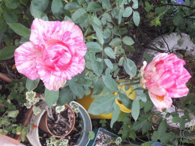 Name:  DSCF2488.jpg
Views: 251
Size:  57.5 KB