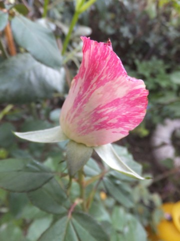 Name:  DSCF2490.jpg
Views: 234
Size:  46.8 KB