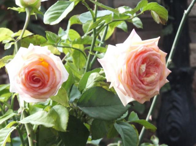 Name:  DSCF2497.jpg
Views: 246
Size:  44.5 KB