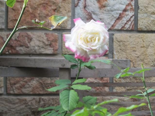 Name:  DSCF2498.jpg
Views: 240
Size:  45.5 KB