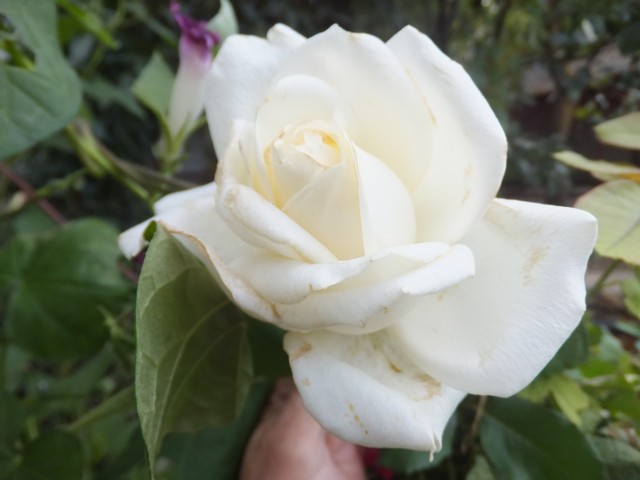 Name:  DSCF2501.jpg
Views: 268
Size:  56.7 KB