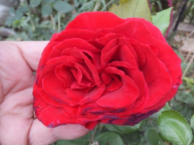 Name:  DSCF2504.jpg
Views: 236
Size:  34.8 KB