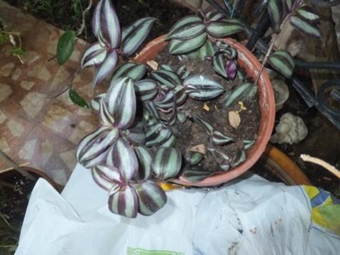 Name:  DSCF2614.jpg
Views: 371
Size:  31.8 KB
