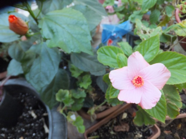 Name:  DSCF2630.jpg
Views: 354
Size:  69.4 KB