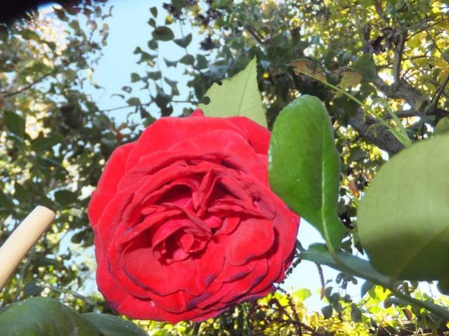 Name:  DSCF2633.jpg
Views: 382
Size:  60.9 KB