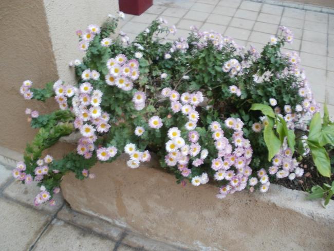 Name:  PC040109a.jpg
Views: 362
Size:  56.7 KB