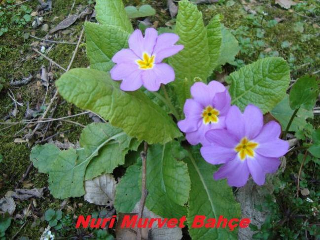 Name:  Nuri Murvet Bahe 59.jpg
Views: 2445
Size:  62.6 KB