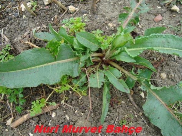 Name:  Nuri Murvet Bahe 63.jpg
Views: 3888
Size:  63.6 KB