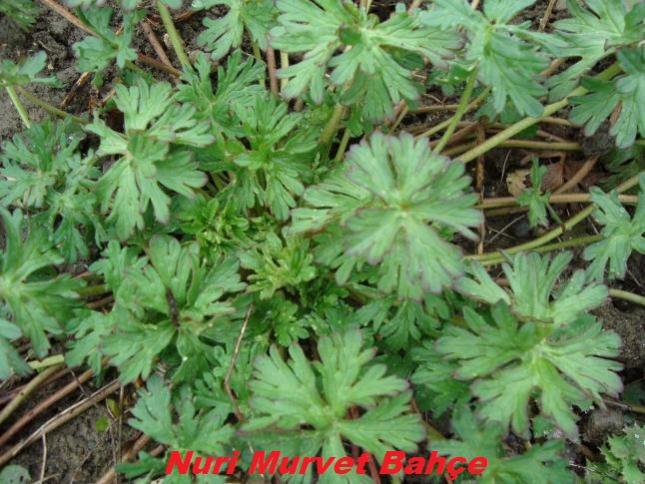 Name:  Nuri Murvet Bahe 87.jpg
Views: 2012
Size:  65.9 KB