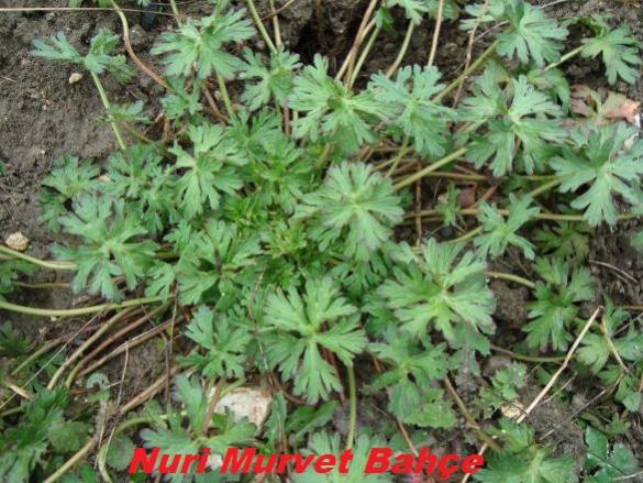 Name:  Nuri Murvet Bahe 88.jpg
Views: 1844
Size:  64.7 KB
