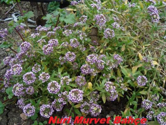 Name:  Nuri Murvet Bahe 85.jpg
Views: 1849
Size:  64.7 KB
