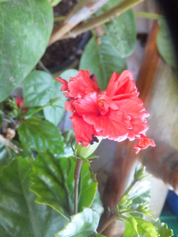 Name:  DSCF2638.jpg
Views: 273
Size:  51.5 KB