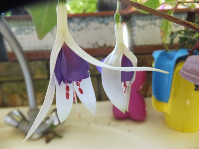 Name:  DSCF2651.jpg
Views: 297
Size:  62.6 KB