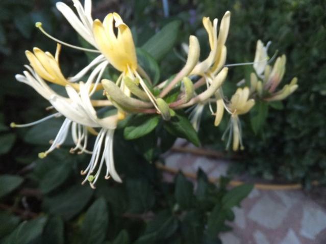 Name:  DSCF2666.jpg
Views: 269
Size:  34.5 KB