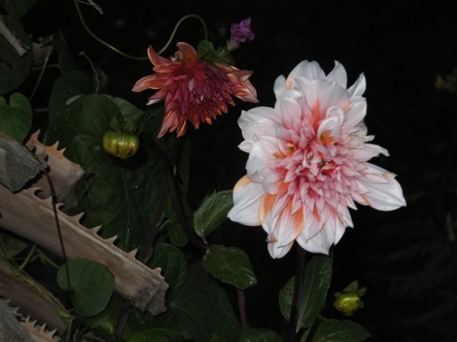 Name:  DSCF2673.jpg
Views: 257
Size:  65.9 KB