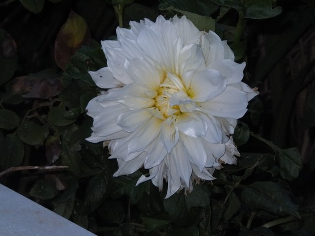 Name:  DSCF2674.jpg
Views: 278
Size:  63.4 KB