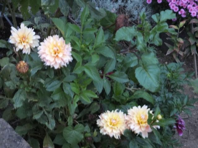 Name:  DSCF2677.jpg
Views: 268
Size:  48.5 KB