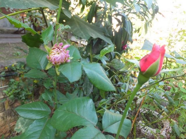 Name:  DSCF2706.jpg
Views: 225
Size:  58.8 KB