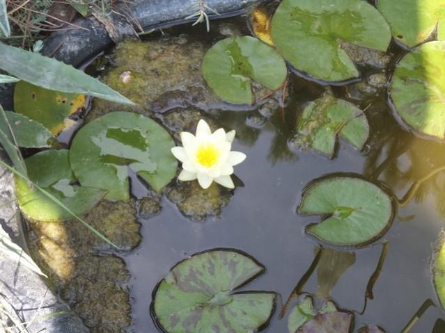 Name:  DSCF2725.jpg
Views: 256
Size:  47.2 KB