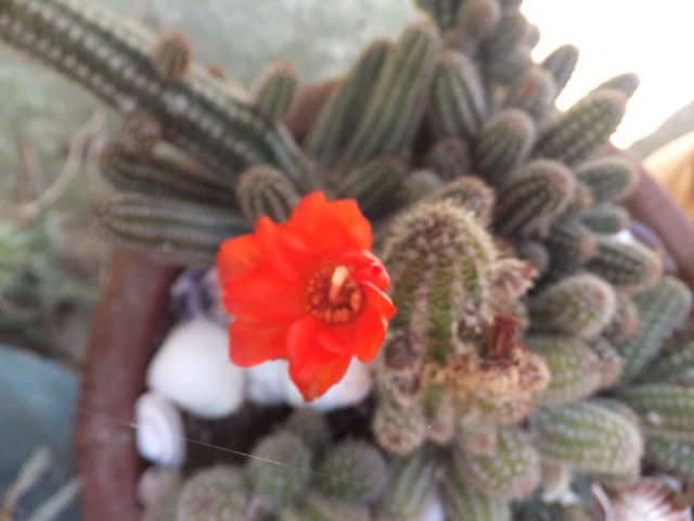 Name:  DSCF2727.jpg
Views: 248
Size:  62.3 KB