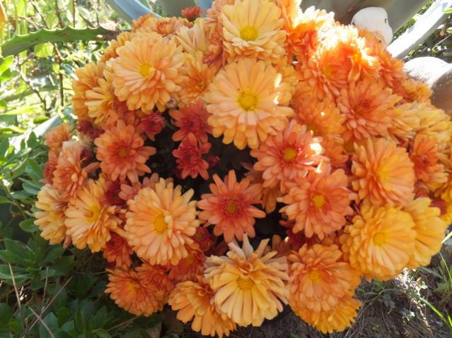 Name:  DSCF2728.jpg
Views: 298
Size:  62.1 KB