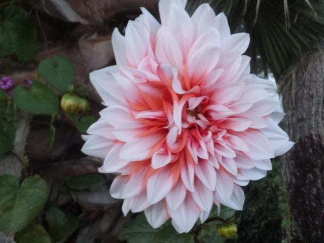 Name:  DSCF2740.jpg
Views: 255
Size:  35.1 KB
