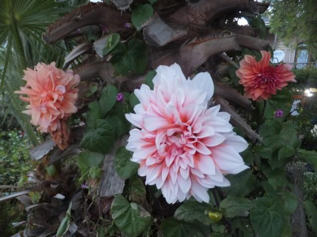 Name:  DSCF2738.jpg
Views: 264
Size:  48.4 KB