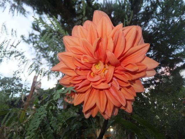 Name:  DSCF2745.jpg
Views: 246
Size:  54.1 KB