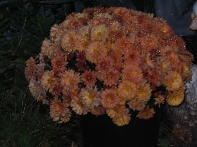 Name:  DSCF2750.jpg
Views: 504
Size:  42.6 KB