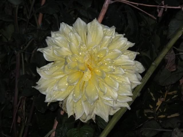 Name:  DSCF2755.jpg
Views: 271
Size:  35.6 KB