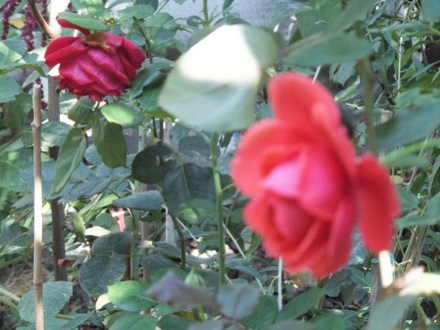 Name:  DSCF2765.jpg
Views: 273
Size:  47.9 KB