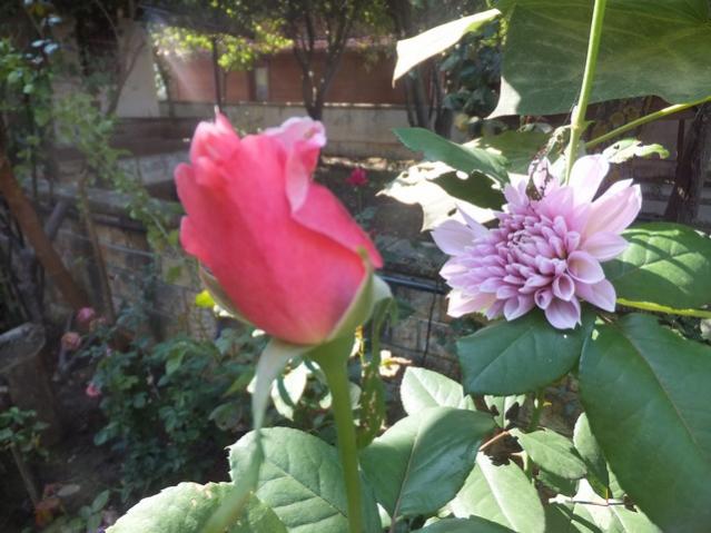 Name:  DSCF2768.jpg
Views: 251
Size:  47.7 KB