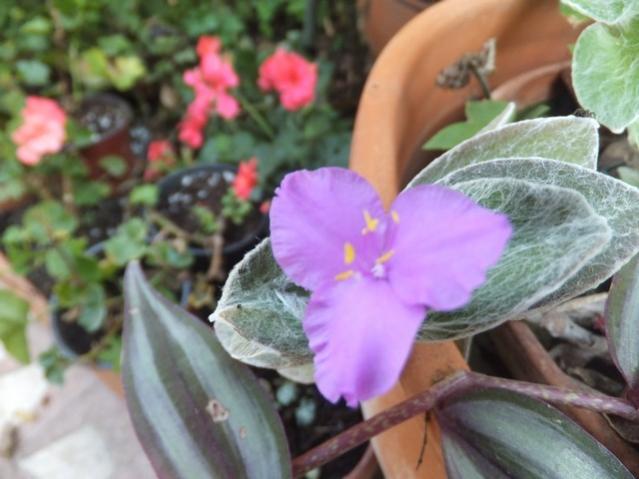Name:  DSCF2770.jpg
Views: 258
Size:  40.4 KB