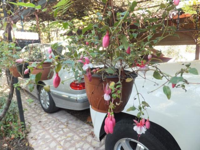 Name:  DSCF2775.jpg
Views: 237
Size:  64.0 KB