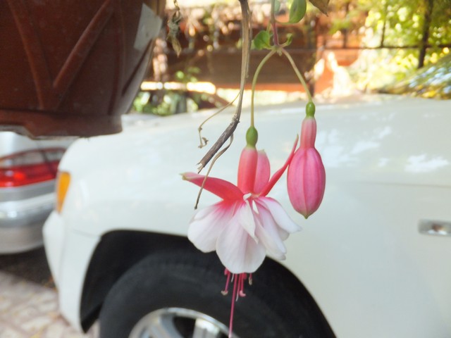 Name:  DSCF2776.jpg
Views: 235
Size:  61.2 KB