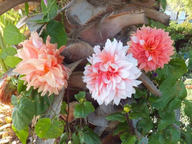Name:  DSCF2781.jpg
Views: 267
Size:  58.8 KB