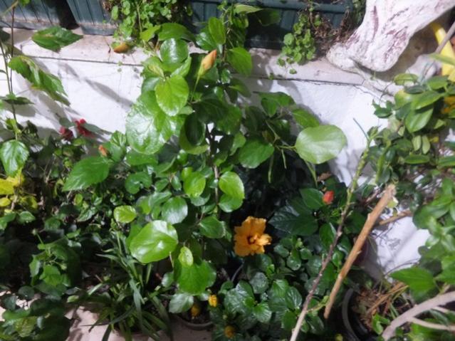 Name:  DSCF2783.jpg
Views: 243
Size:  61.2 KB