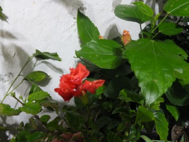 Name:  DSCF2793.jpg
Views: 257
Size:  39.8 KB