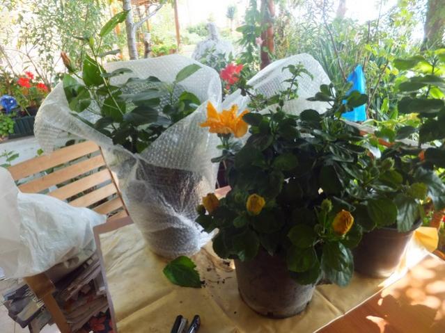 Name:  DSCF2795.jpg
Views: 275
Size:  58.0 KB
