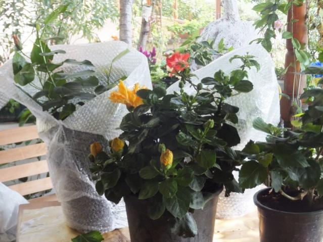 Name:  DSCF2796.jpg
Views: 256
Size:  56.4 KB