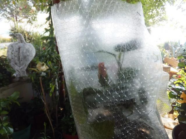 Name:  DSCF2798.jpg
Views: 259
Size:  46.4 KB