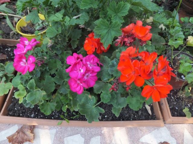 Name:  DSCF2814.jpg
Views: 228
Size:  57.9 KB