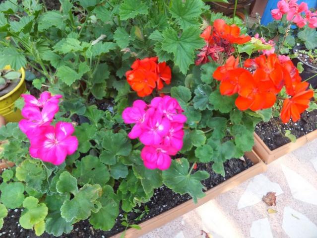 Name:  DSCF2815.jpg
Views: 240
Size:  61.3 KB