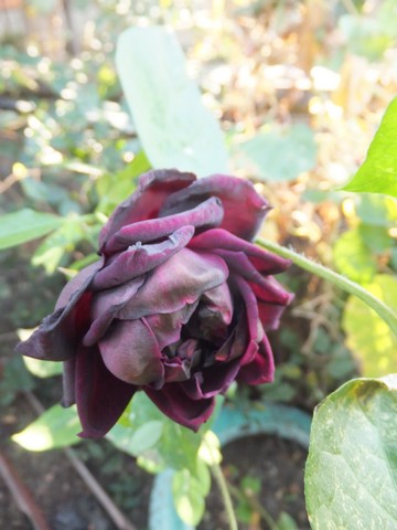 Name:  DSCF2823.jpg
Views: 532
Size:  52.0 KB