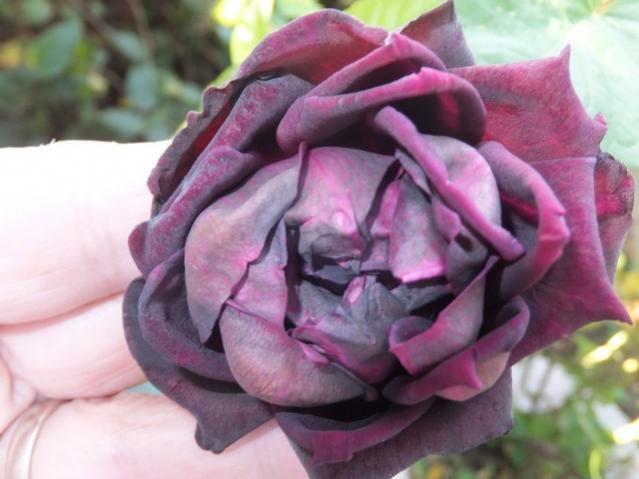 Name:  DSCF2825.jpg
Views: 262
Size:  38.1 KB