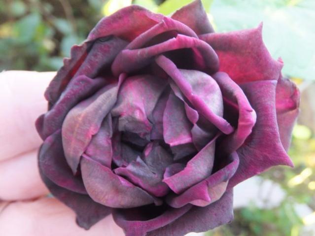 Name:  DSCF2826.jpg
Views: 236
Size:  35.8 KB
