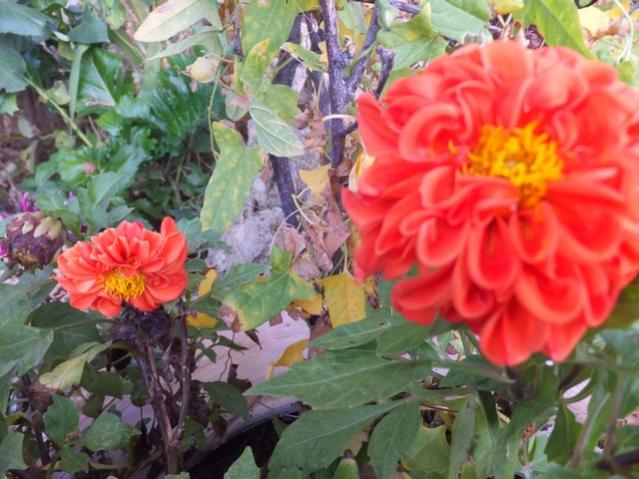 Name:  DSCF2841.jpg
Views: 263
Size:  54.6 KB