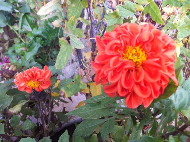 Name:  DSCF2842.jpg
Views: 226
Size:  57.7 KB