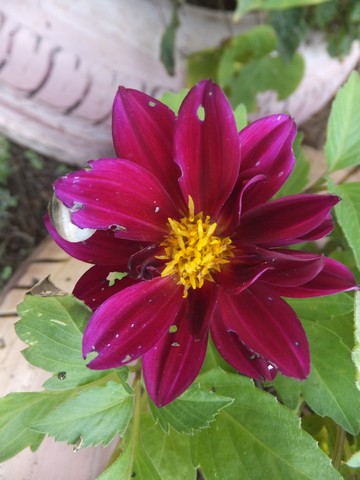 Name:  DSCF2844.jpg
Views: 228
Size:  54.4 KB