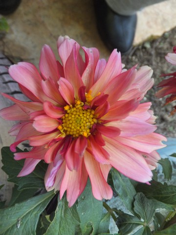 Name:  DSCF2846.jpg
Views: 227
Size:  56.6 KB